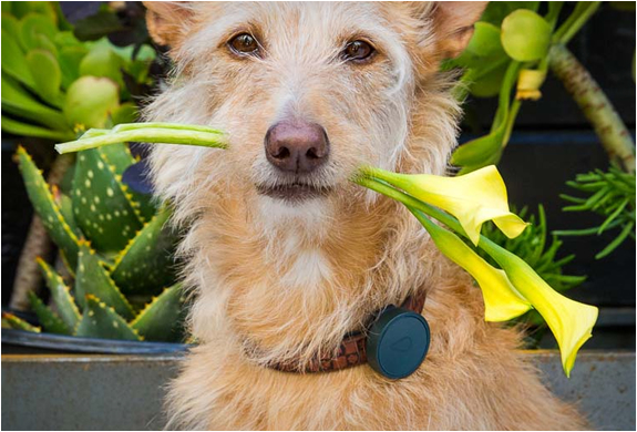 whistle-gps-collier-chien