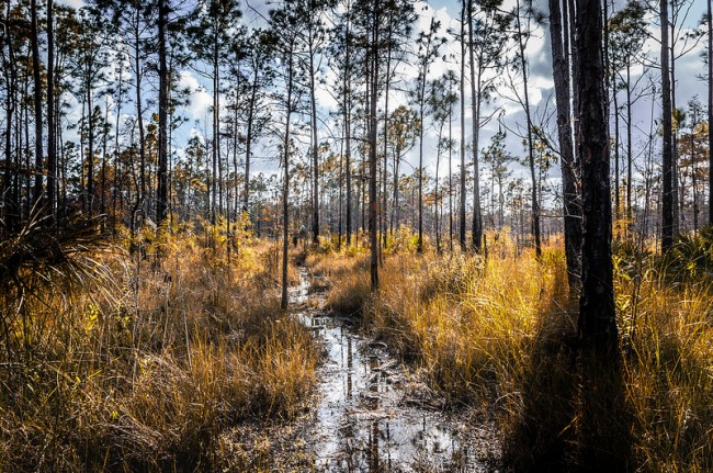 Big Cypress National Preserve - Floride