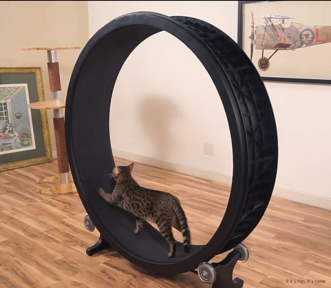 roue-exercice-chat-02