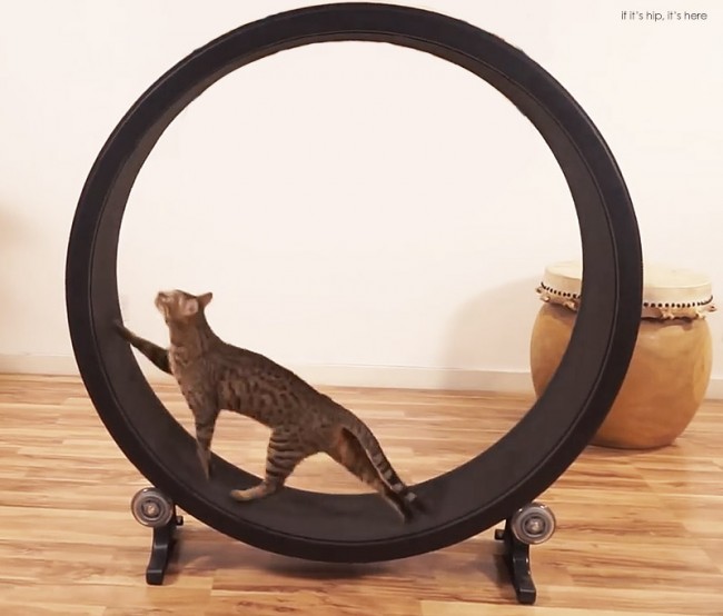 roue-exercice-chat